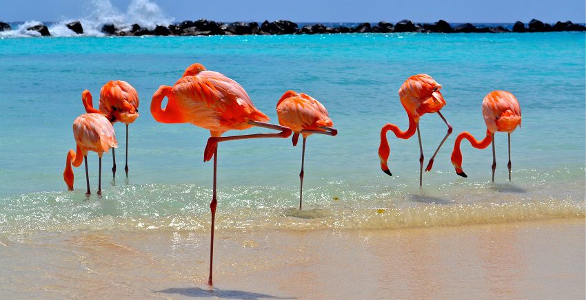 Aruba: águas transparentes e verão o ano inteiro
