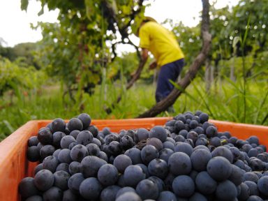 2018 promete entrar na lista de grandes safras do Vale dos Vinhedos