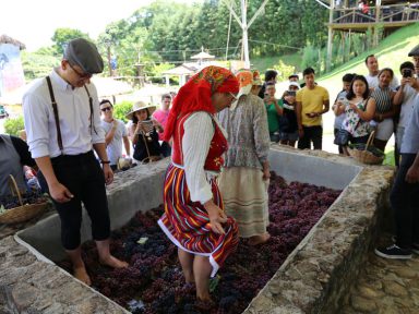 8ª Pisa da Uva acontece até fevereiro na Quinta do Olivardo