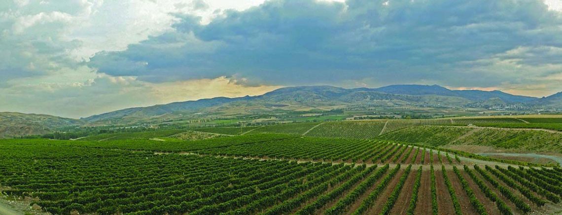 Vinhedos da Turquia: País é o quinto maior na produção de uvas e vinhos