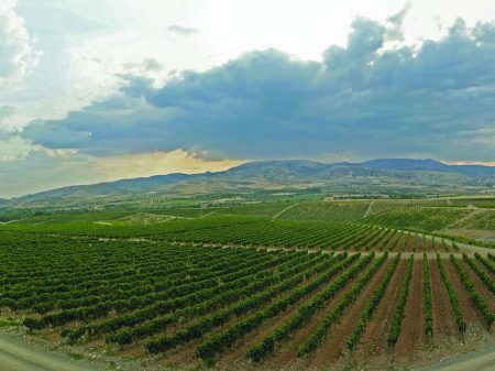 Vinhedos da Turquia: País é o quinto maior na produção de uvas e vinhos