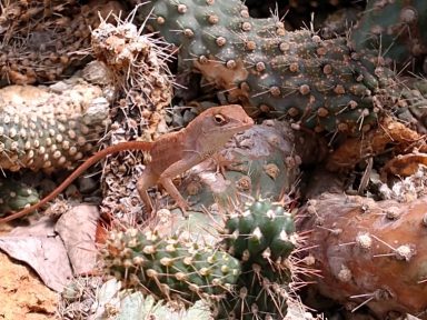 Jardim Botânico Nacional de la Habana
