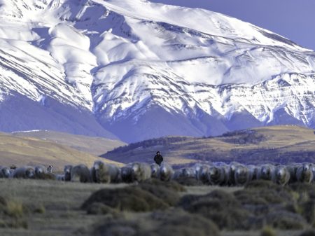 Nova excursão em Torres del Paine promove a conservação do puma ao fomentar o turismo responsável na região