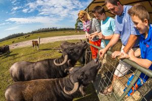 Safari Wilderness: a autêntica experiência de safári na Flórida!