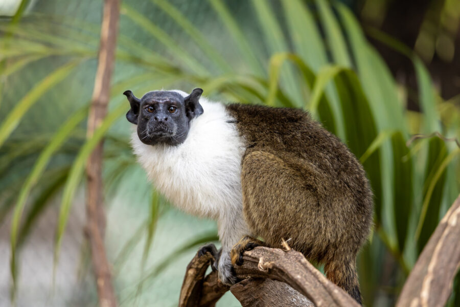 Zoo São Paulo recebe pela primeira vez sauim-de-coleira, espécie ameaçada da Amazônia